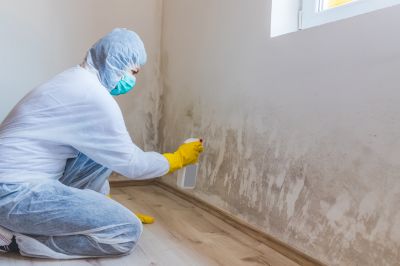 Attic Mold Remediation in Broward County, FL