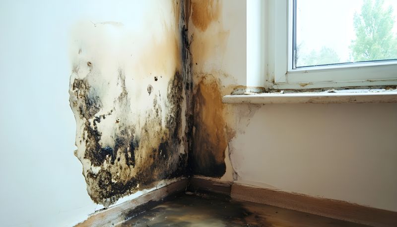 Attic Mold Remediation in Essex County, NJ