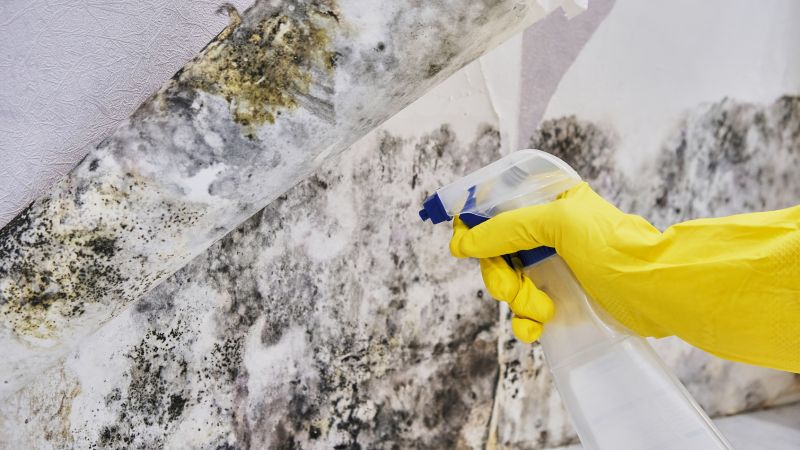 Black Mold Removal in Rockwall, TX