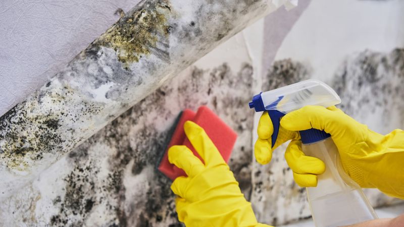Crawl Space Mold Removal in Essex County, NJ