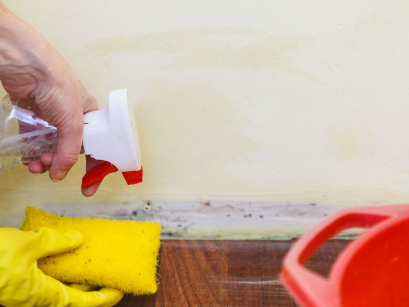 Mold Cleanup Service in Fort Worth, TX