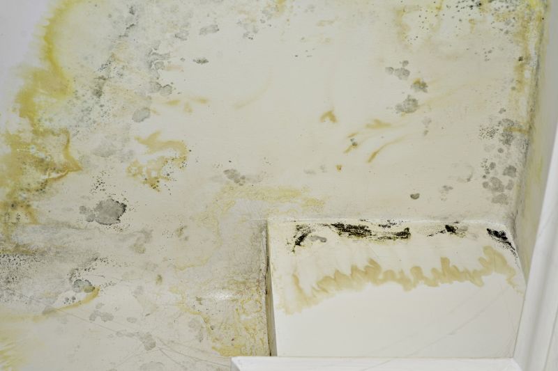 Mold Cleanup Service in Broward County, FL