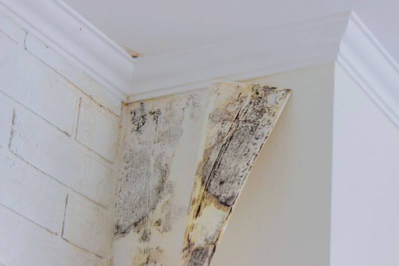 Mold Restoration in Dallas, TX