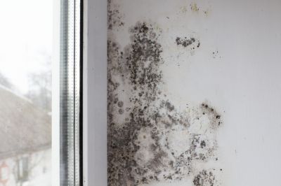 White Mold Mitigation in Fort Lauderdale, FL