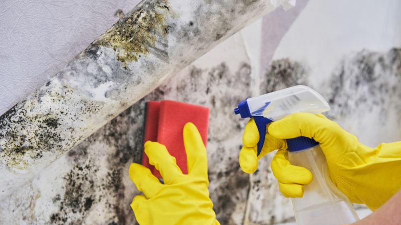 White Mold Mitigation in Fort Lauderdale, FL