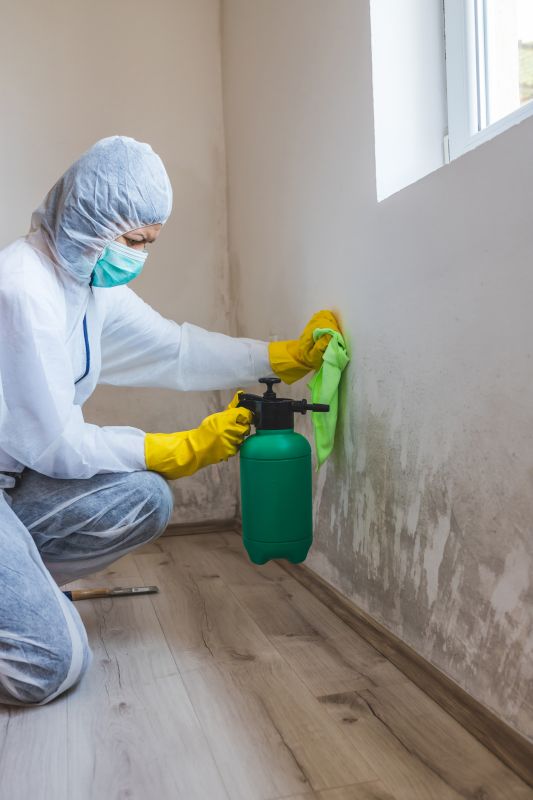 Attic Mold Removal in Jupiter, FL